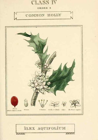Reproducción/Reproduction 9787455591: Elements of the science of botany,. London,Printed by T. Bensley for J. Murray.1812.