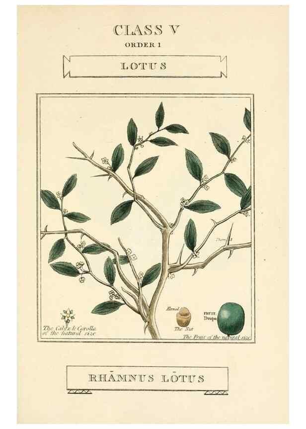 Reproducción/Reproduction 9787675326: Elements of the science of botany,. London,Printed by T. Bensley for J. Murray.1812.