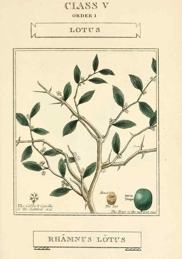 Reproducción/Reproduction 9787675326: Elements of the science of botany,. London,Printed by T. Bensley for J. Murray.1812.