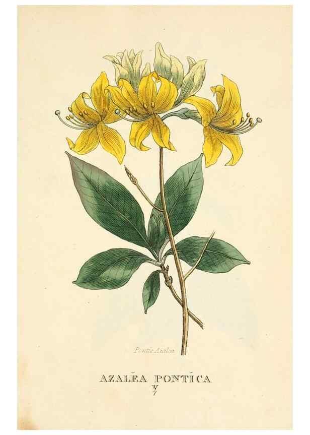 Reproducción/Reproduction 9787735193: Elements of the science of botany,. London,Printed by T. Bensley for J. Murray.1812.