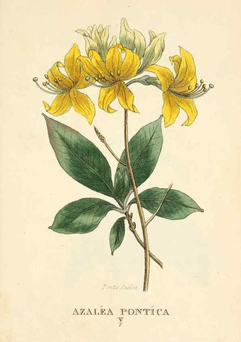 Reproducción/Reproduction 9787735193: Elements of the science of botany,. London,Printed by T. Bensley for J. Murray.1812.