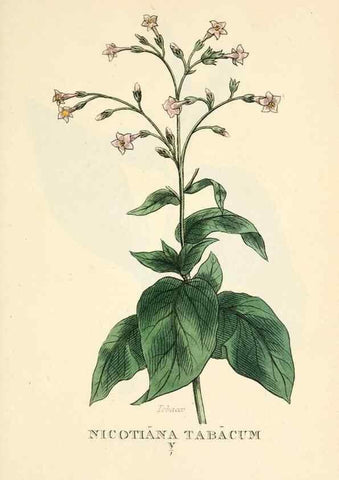 Reproducción/Reproduction 9787680296: Elements of the science of botany,. London,Printed by T. Bensley for J. Murray.1812.
