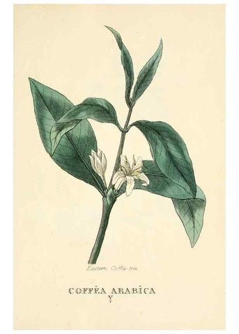 Reproducción/Reproduction 9787740193: Elements of the science of botany,. London,Printed by T. Bensley for J. Murray.1812.