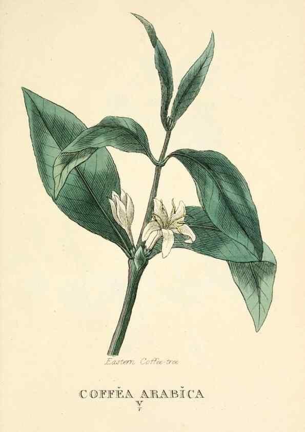 Reproducción/Reproduction 9787740193: Elements of the science of botany,. London,Printed by T. Bensley for J. Murray.1812.