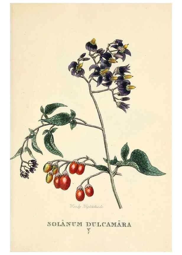 Reproducción/Reproduction 9787685566: Elements of the science of botany,. London,Printed by T. Bensley for J. Murray.1812.