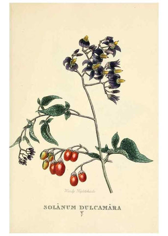 Reproducción/Reproduction 9787685566: Elements of the science of botany,. London,Printed by T. Bensley for J. Murray.1812.