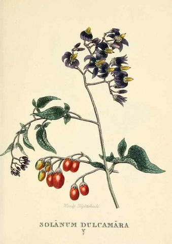 Reproducción/Reproduction 9787685566: Elements of the science of botany,. London,Printed by T. Bensley for J. Murray.1812.