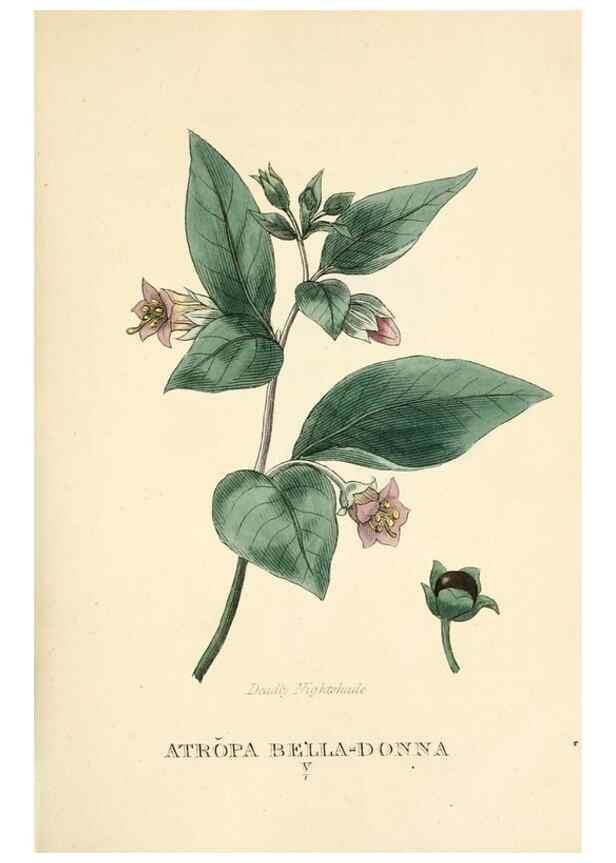 Reproducción/Reproduction 9787661515: Elements of the science of botany,. London,Printed by T. Bensley for J. Murray.1812.