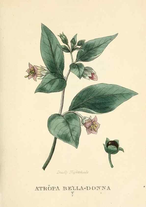 Reproducción/Reproduction 9787661515: Elements of the science of botany,. London,Printed by T. Bensley for J. Murray.1812.