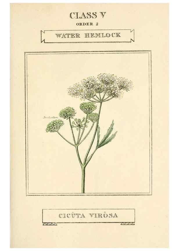Reproducción/Reproduction 9787690316: Elements of the science of botany,. London,Printed by T. Bensley for J. Murray.1812.