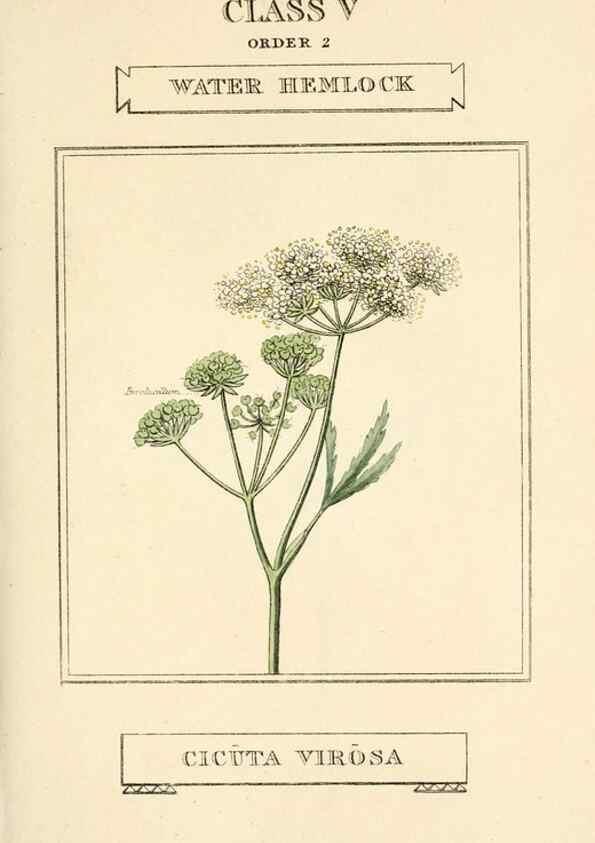 Reproducción/Reproduction 9787690316: Elements of the science of botany,. London,Printed by T. Bensley for J. Murray.1812.