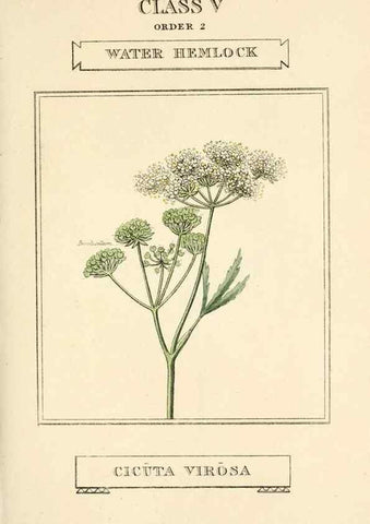 Reproducción/Reproduction 9787690316: Elements of the science of botany,. London,Printed by T. Bensley for J. Murray.1812.