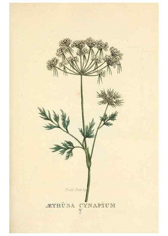 Reproducción/Reproduction 9787750483: Elements of the science of botany,. London,Printed by T. Bensley for J. Murray.1812.