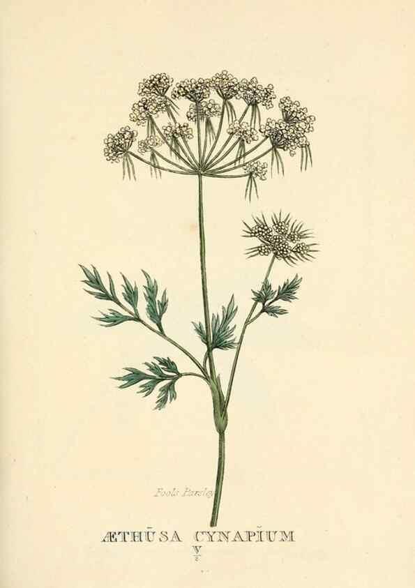 Reproducción/Reproduction 9787750483: Elements of the science of botany,. London,Printed by T. Bensley for J. Murray.1812.