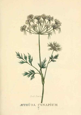Reproducción/Reproduction 9787750483: Elements of the science of botany,. London,Printed by T. Bensley for J. Murray.1812.