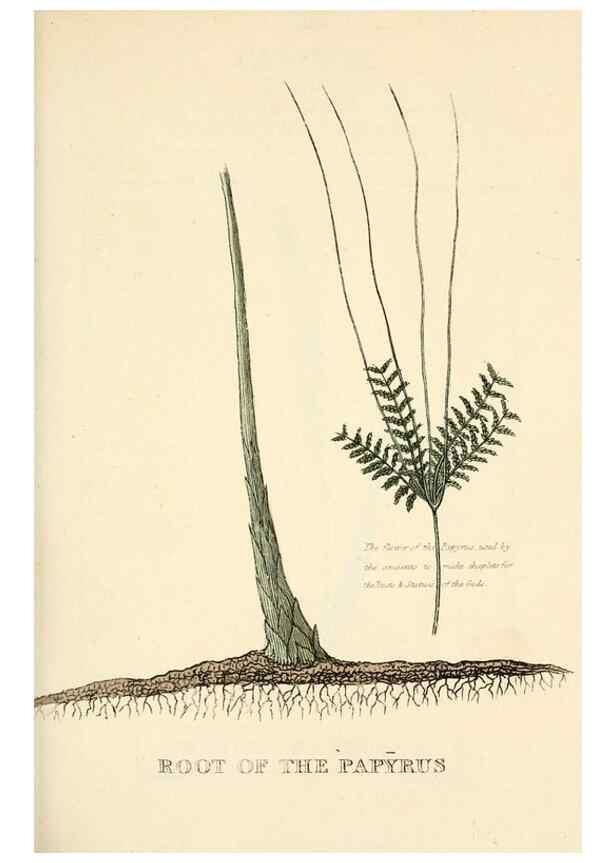 Reproducción/Reproduction 9787623345: Elements of the science of botany,. London,Printed by T. Bensley for J. Murray.1812.