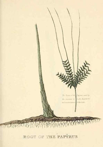 Reproducción/Reproduction 9787623345: Elements of the science of botany,. London,Printed by T. Bensley for J. Murray.1812.