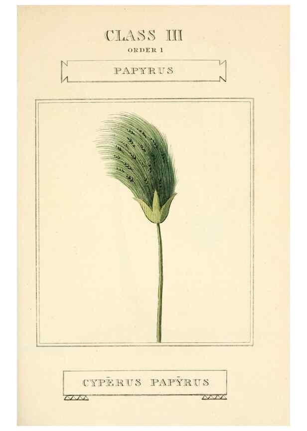 Reproducción/Reproduction 9787634334: Elements of the science of botany,. London,Printed by T. Bensley for J. Murray.1812.