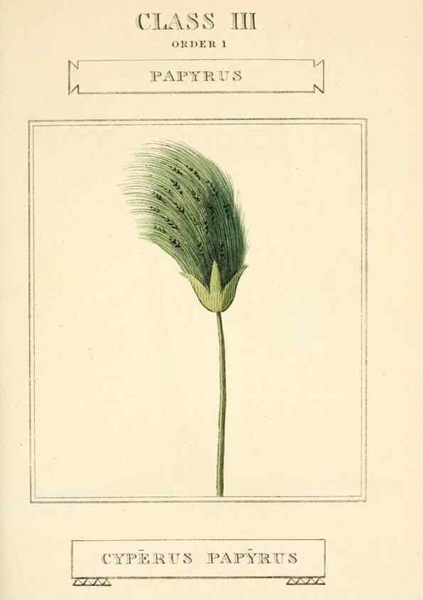 Reproducción/Reproduction 9787634334: Elements of the science of botany,. London,Printed by T. Bensley for J. Murray.1812.