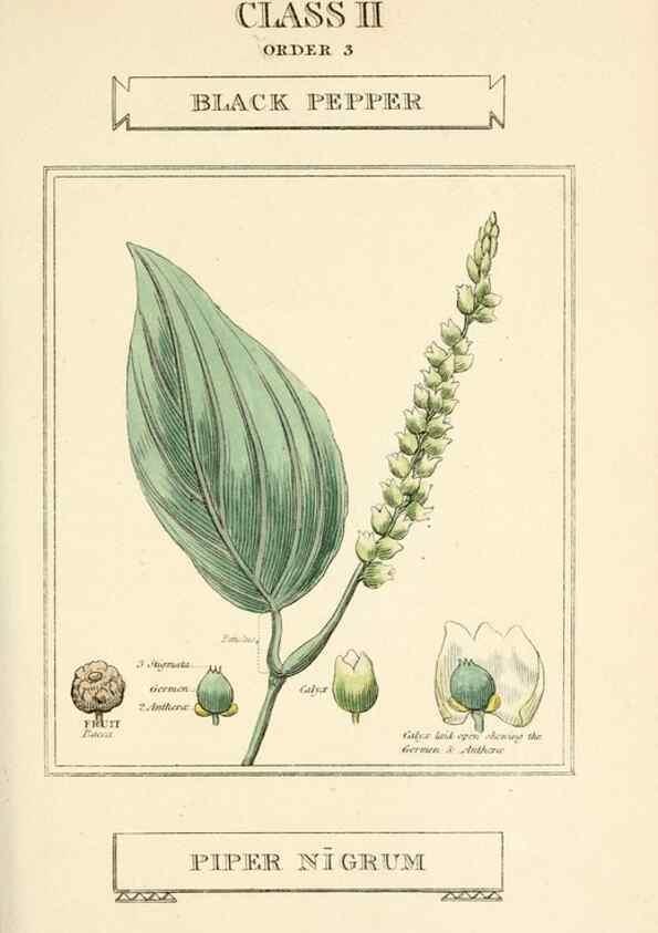 Reproducción/Reproduction 9787617325: Elements of the science of botany,. London,Printed by T. Bensley for J. Murray.1812.