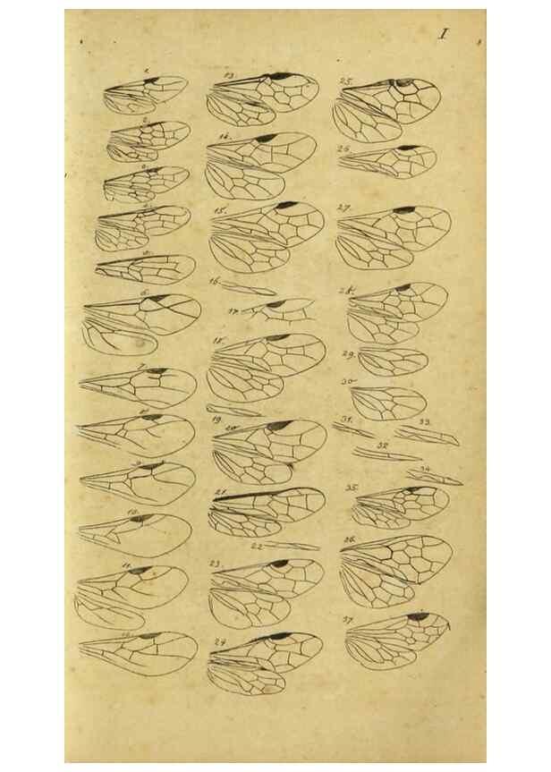 Reproducción/Reproduction 9784673765: Nomenclator Entomologicus.. Regensburg,F. Pustet,1835-40.