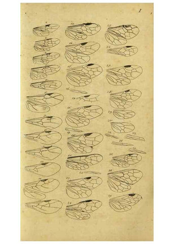 Reproducción/Reproduction 9784673765: Nomenclator Entomologicus.. Regensburg,F. Pustet,1835-40.