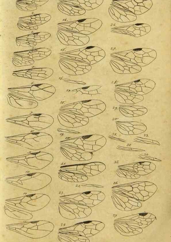 Reproducción/Reproduction 9784673765: Nomenclator Entomologicus.. Regensburg,F. Pustet,1835-40.