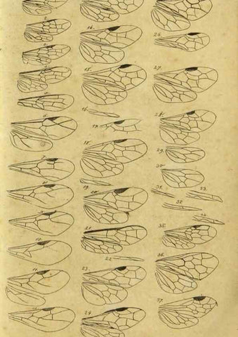 Reproducción/Reproduction 9784673765: Nomenclator Entomologicus.. Regensburg,F. Pustet,1835-40.