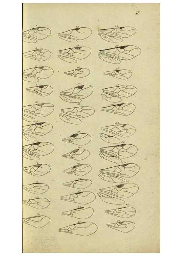 Reproducción/Reproduction 9784487852: Nomenclator Entomologicus.. Regensburg,F. Pustet,1835-40.