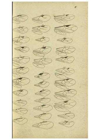 Reproducción/Reproduction 9784487852: Nomenclator Entomologicus.. Regensburg,F. Pustet,1835-40.