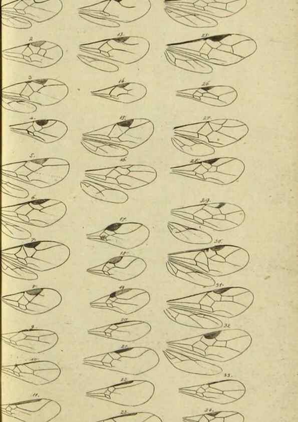 Reproducción/Reproduction 9784487852: Nomenclator Entomologicus.. Regensburg,F. Pustet,1835-40.