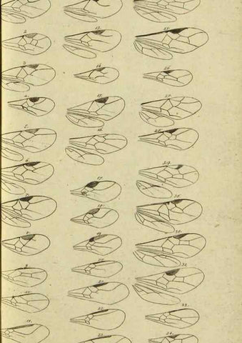 Reproducción/Reproduction 9784487852: Nomenclator Entomologicus.. Regensburg,F. Pustet,1835-40.