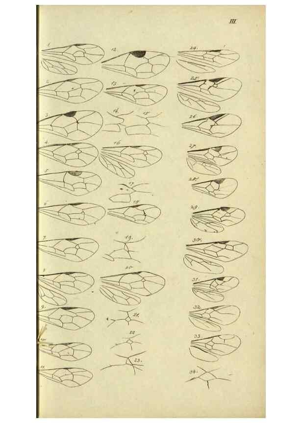 Reproducción/Reproduction 9784489172: Nomenclator Entomologicus.. Regensburg,F. Pustet,1835-40.