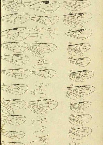 Reproducción/Reproduction 9784489172: Nomenclator Entomologicus.. Regensburg,F. Pustet,1835-40.