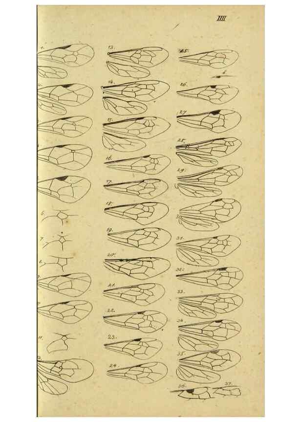 Reproducción/Reproduction 9784760483: Nomenclator Entomologicus.. Regensburg,F. Pustet,1835-40.