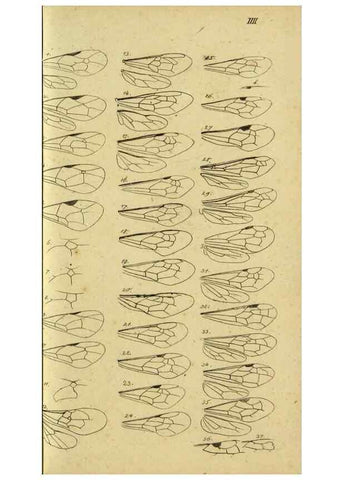 Reproducción/Reproduction 9784760483: Nomenclator Entomologicus.. Regensburg,F. Pustet,1835-40.
