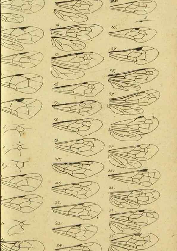 Reproducción/Reproduction 9784760483: Nomenclator Entomologicus.. Regensburg,F. Pustet,1835-40.