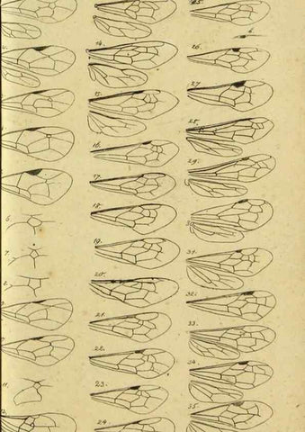 Reproducción/Reproduction 9784760483: Nomenclator Entomologicus.. Regensburg,F. Pustet,1835-40.