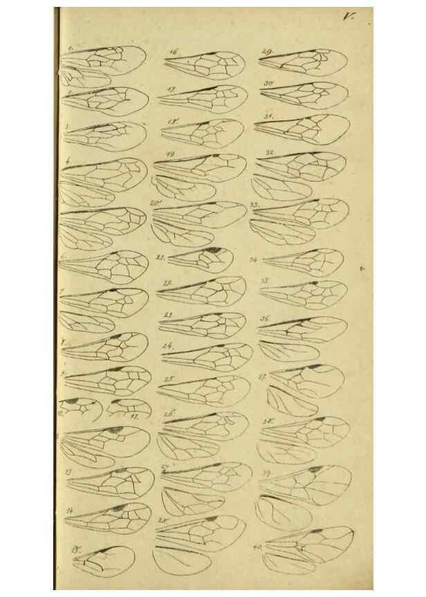 Reproducción/Reproduction 9784493921: Nomenclator Entomologicus.. Regensburg,F. Pustet,1835-40.