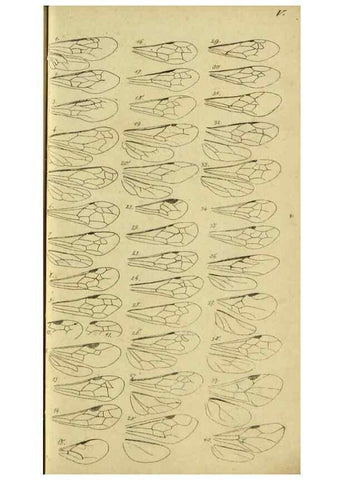 Reproducción/Reproduction 9784493921: Nomenclator Entomologicus.. Regensburg,F. Pustet,1835-40.