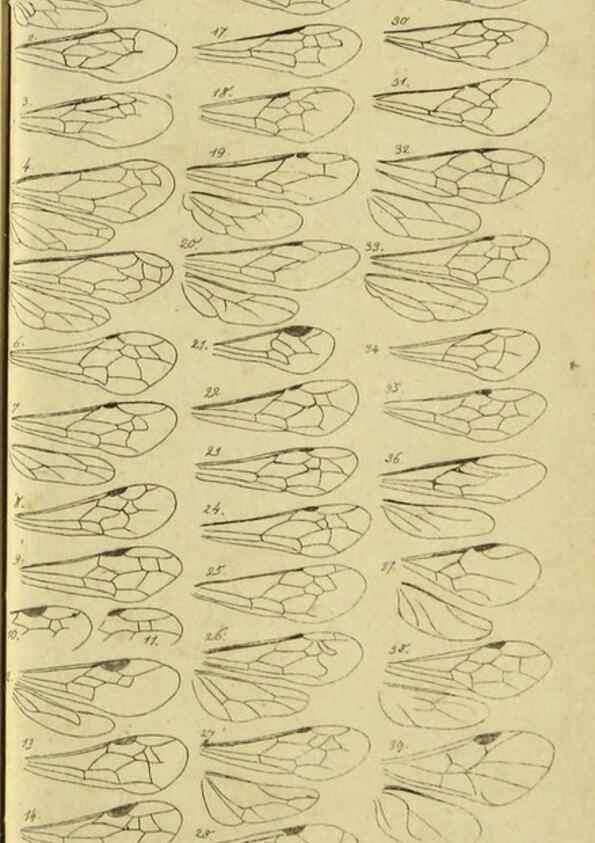 Reproducción/Reproduction 9784493921: Nomenclator Entomologicus.. Regensburg,F. Pustet,1835-40.