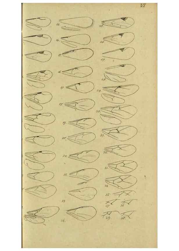 Reproducción/Reproduction 9784689444: Nomenclator Entomologicus.. Regensburg,F. Pustet,1835-40.