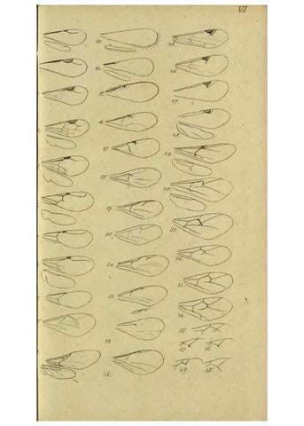 Reproducción/Reproduction 9784689444: Nomenclator Entomologicus.. Regensburg,F. Pustet,1835-40.