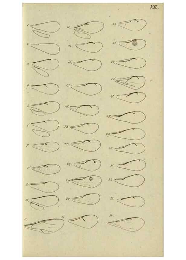 Reproducción/Reproduction 9784701956: Nomenclator Entomologicus.. Regensburg,F. Pustet,1835-40.