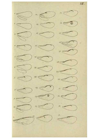 Reproducción/Reproduction 9784701956: Nomenclator Entomologicus.. Regensburg,F. Pustet,1835-40.