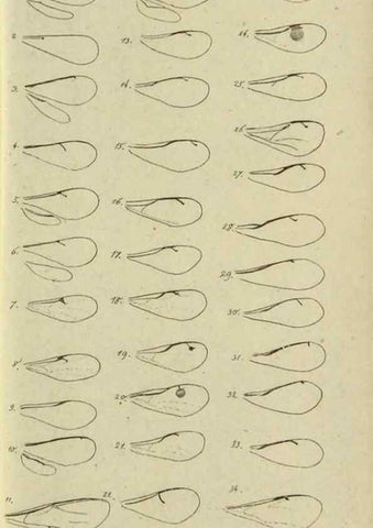 Reproducción/Reproduction 9784701956: Nomenclator Entomologicus.. Regensburg,F. Pustet,1835-40.