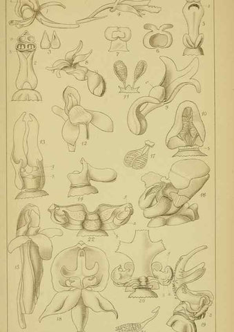 Reproducción/Reproduction 9734559296: Icones orchidearum austro-africanarum extra-tropicarum :. London :W. Wesley,1896-1913.