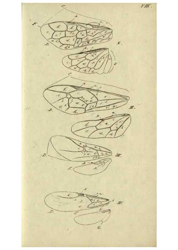 Reproducción/Reproduction 9784703386: Nomenclator Entomologicus.. Regensburg,F. Pustet,1835-40.