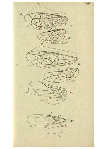 Reproducción/Reproduction 9784703386: Nomenclator Entomologicus.. Regensburg,F. Pustet,1835-40.