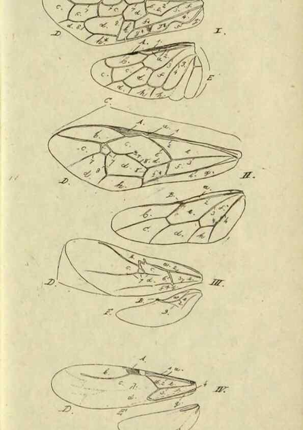 Reproducción/Reproduction 9784703386: Nomenclator Entomologicus.. Regensburg,F. Pustet,1835-40.